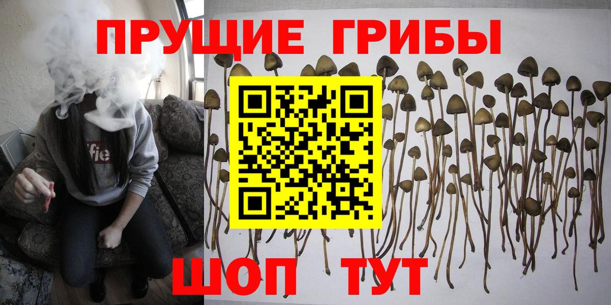 Кириши  закладки  Вход с VPN  Псилоцибиновые грибы Psilocybine cubensis 